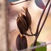 Wild jasmine seed pods... by marlboromaam