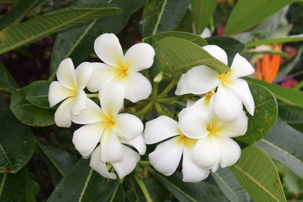 Such a Beautiful Frangipani Flower ~      by happysnaps