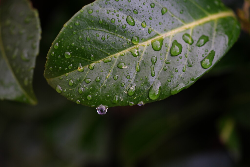 Raindrops on leaf by acolyte