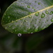 Raindrops on leaf by acolyte
