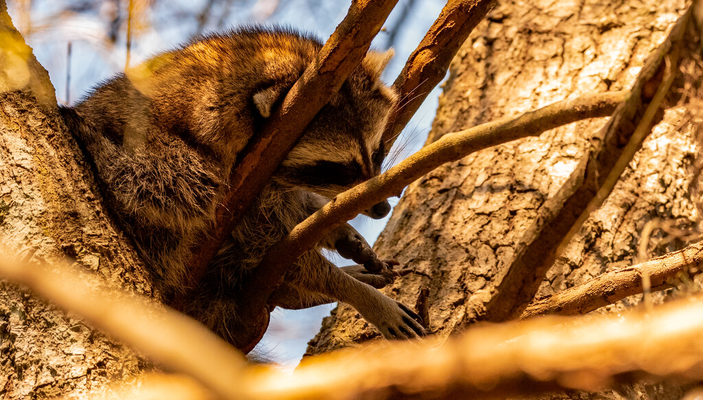 Rocky Raccoon, Snoozing Away! by rickster549