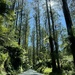 Driving over The Black Spur 