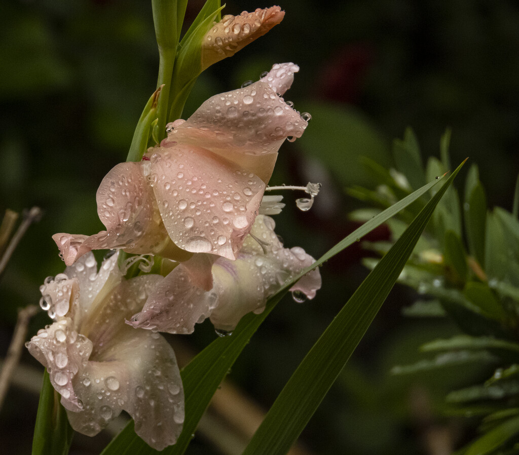 always better with some raindrops by koalagardens