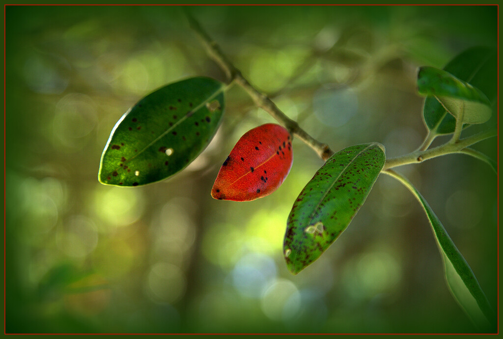 The leaf by dide