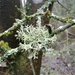 Winter .Lichen by 365projectorgjoworboys