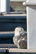 17th Dec 2021 - Snowy Owl at Belmont Harbor 