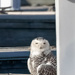 Snowy Owl at Belmont Harbor  by jyokota