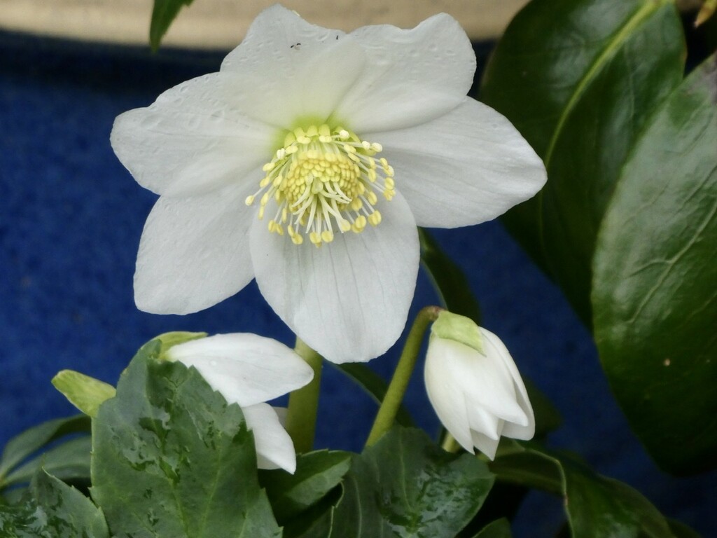 Hellebore by orchid99