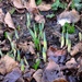 Spring Bulbs by arkensiel