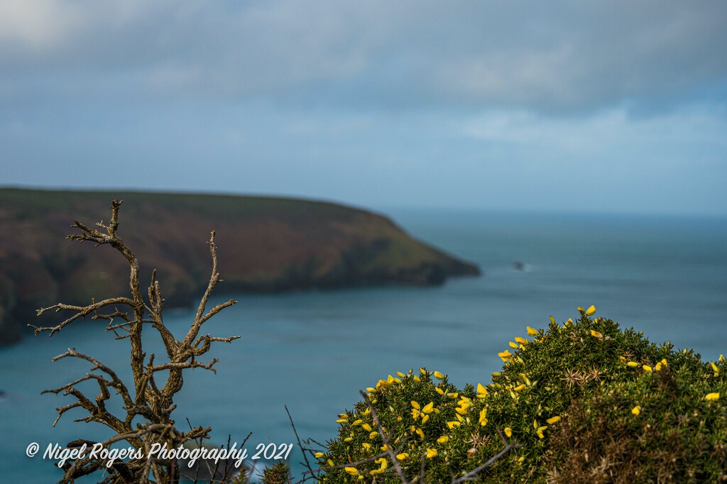 gorse, twigs and sea by nigelrogers