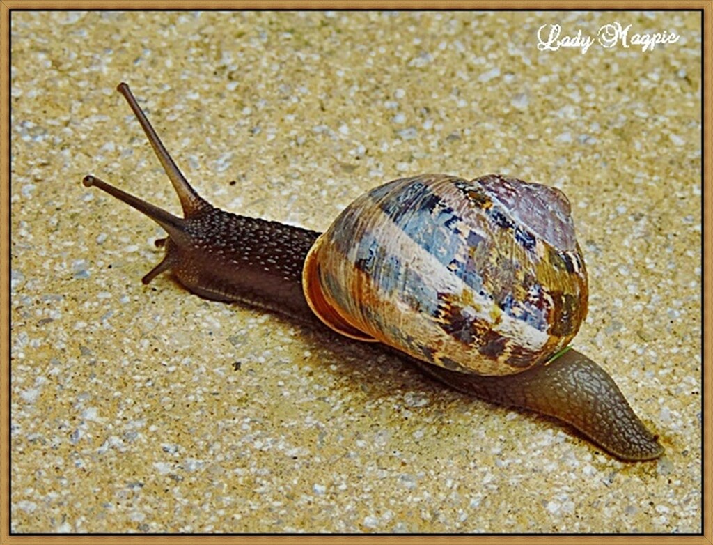 Fully Powered Snail by ladymagpie