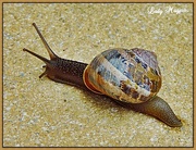 30th Dec 2021 - Fully Powered Snail
