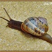 Fully Powered Snail by ladymagpie