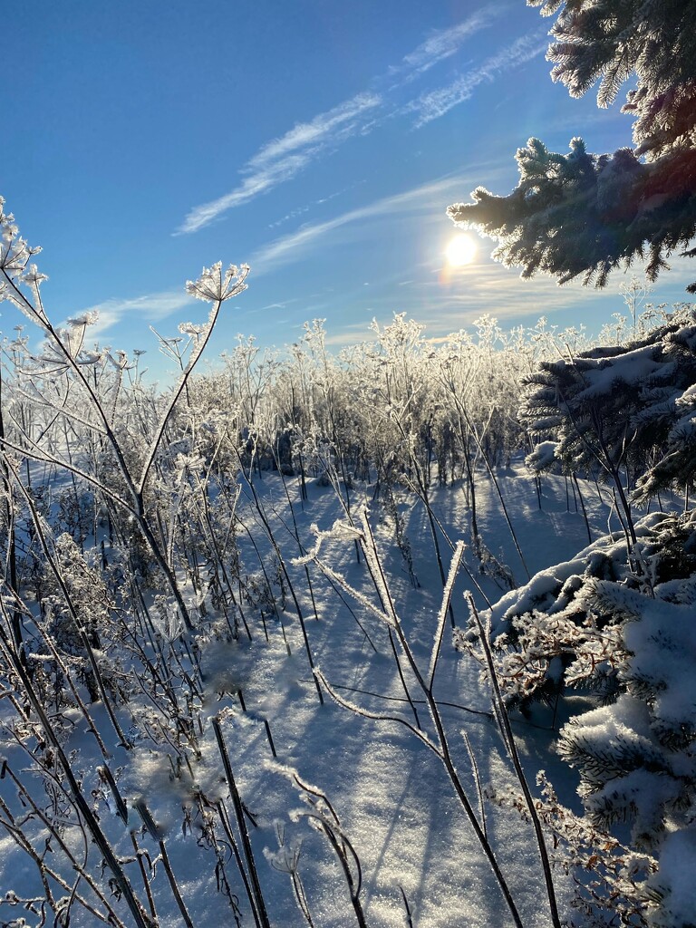 Frosty  by radiogirl