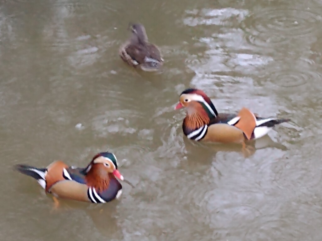 Mandarin Ducks by moirab