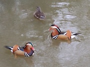 30th Dec 2021 - Mandarin Ducks