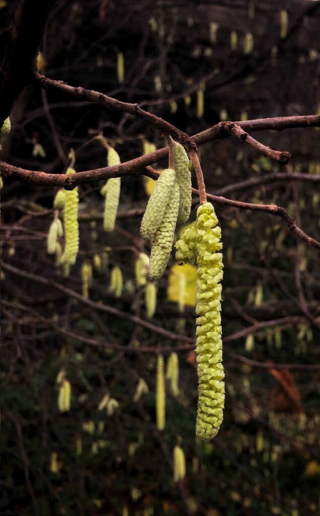 First catkins by pattyblue