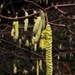 First catkins by pattyblue