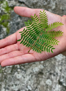 30th Dec 2021 - A perfect mini fern leaf