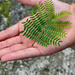 A perfect mini fern leaf by lisasavill