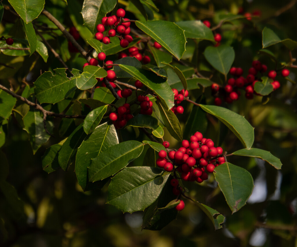 Masses of berries on the holly trees by randystreat