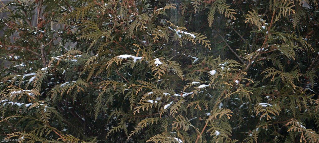 Snow on evergreen by larrysphotos