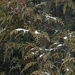 Snow on evergreen by larrysphotos
