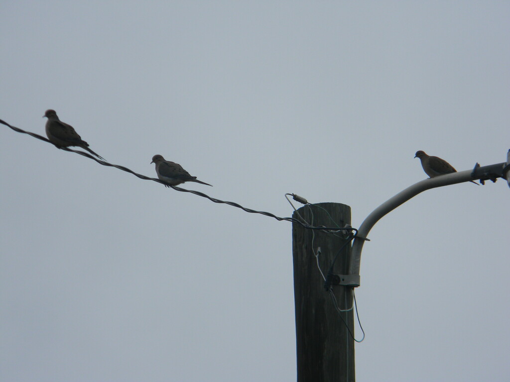 Three Mourning Doves by sfeldphotos