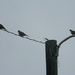 Three Mourning Doves