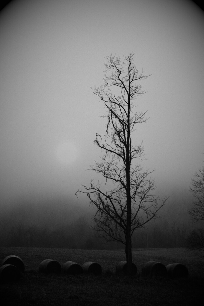 foggy morning by francoise
