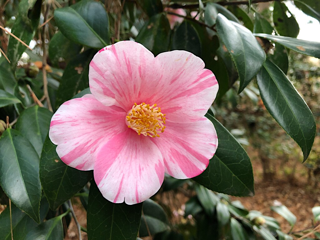 Camelias in our area are entering their peak winter bloom period. by congaree