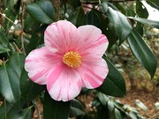 31st Dec 2021 - Camelias in our area are entering their peak winter bloom period.