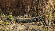 31st Dec 2021 - Fortunately, this huge gator was about 30 feet from where I was standing. Whew!  I would not have wanted to stumble on this one unawares.