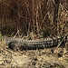 Fortunately, this huge gator was about 30 feet from where I was standing. Whew!  I would not have wanted to stumble on this one unawares. by congaree