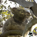 see the similarity? by koalagardens