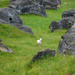 lone sheep by yaorenliu