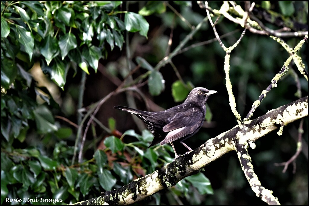 Wood Lane blackbird by rosiekind