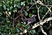 31st Dec 2021 - Wood Lane blackbird