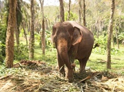 27th Jan 2011 - ช้าง  (Chang)....Thai for elephant
