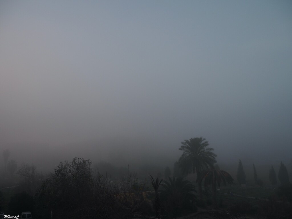 Fog by monicac
