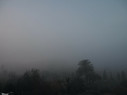 31st Dec 2021 - Fog