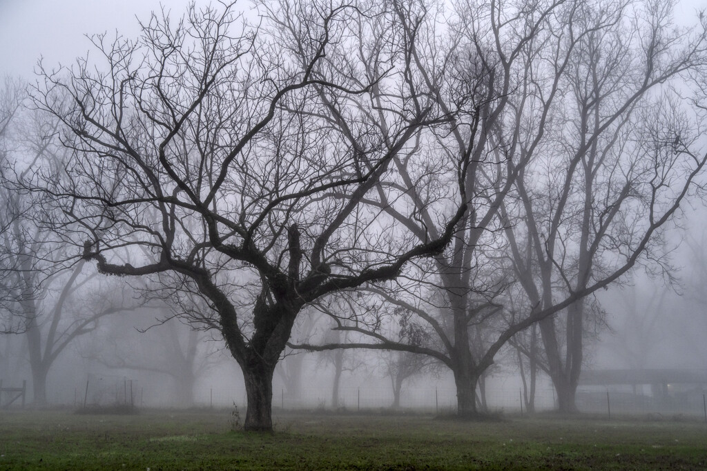 Pecans in the Mist by kvphoto