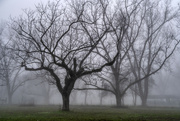 31st Dec 2021 - Pecans in the Mist