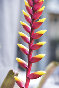 10th Dec 2021 - Vriesea bromeliad flower