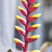 Vriesea bromeliad flower by dkbarnett