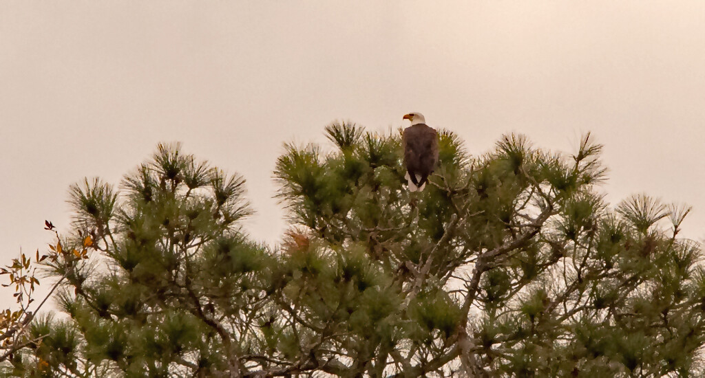 Bald Eagle in the Pines! by rickster549