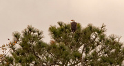 31st Dec 2021 - Bald Eagle in the Pines!