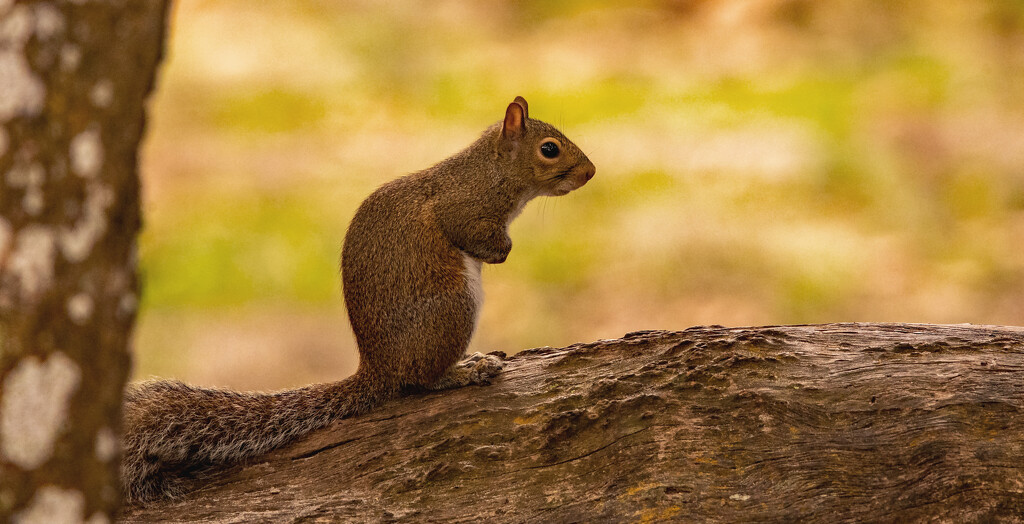 The Squirrel on the Log! by rickster549