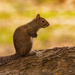 The Squirrel on the Log! by rickster549