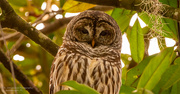 31st Dec 2021 - The Barred Owl Has It's Eye on Me!